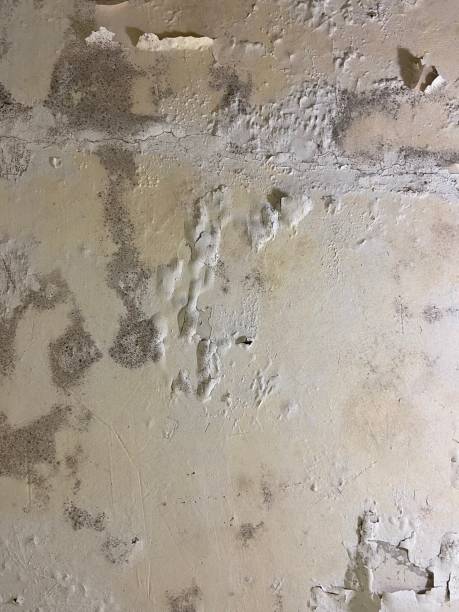 Professional Mold Remediation in Oakton, VA